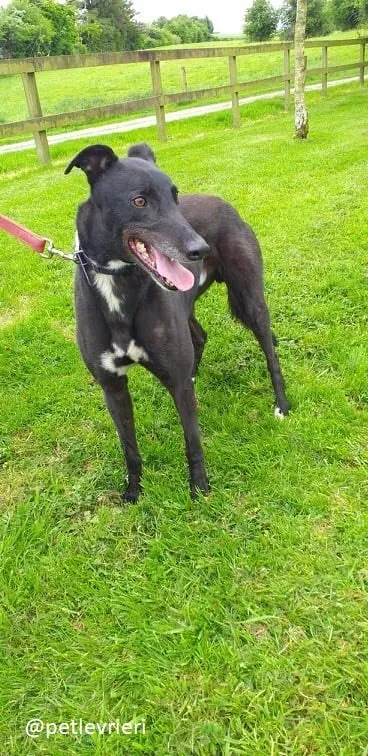 pogba adozione greyhound 1 1