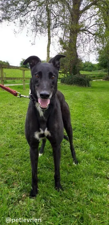 pogba adozione greyhound 2 1