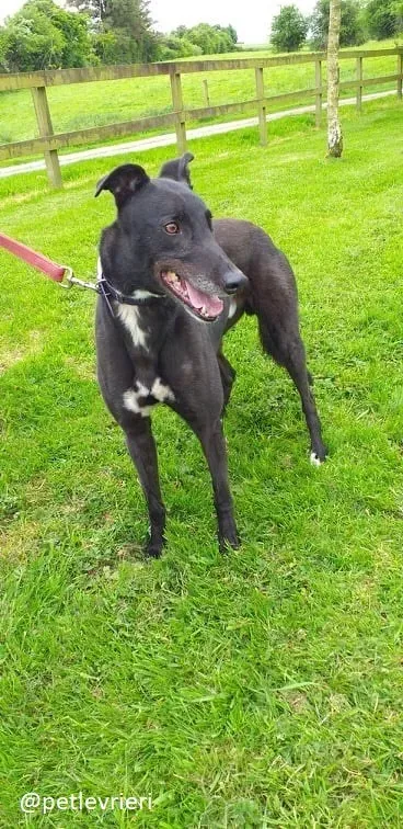 pogba adozione greyhound 3 1