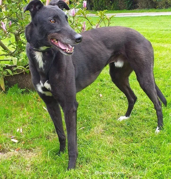 pogba adozione greyhound 5