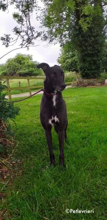 pogba adozione levrieri greyhound 2