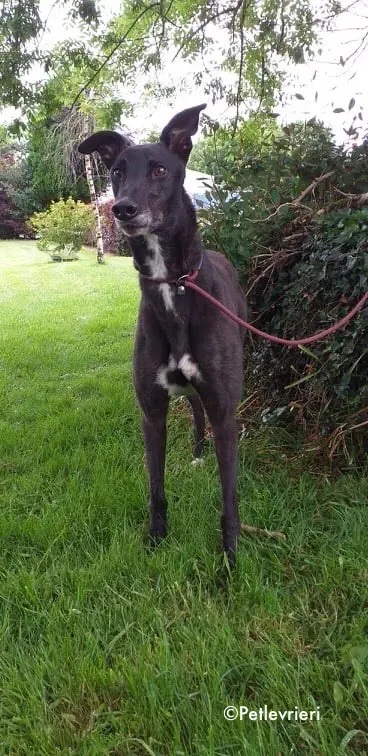 pogba adozione levrieri greyhound 3