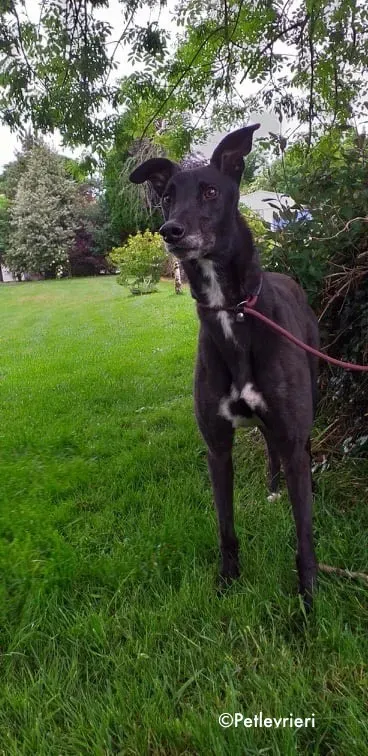 pogba adozione levrieri greyhound 4