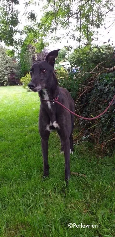 pogba adozione levrieri greyhound 5