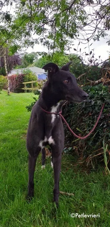 pogba adozione levrieri greyhound 6