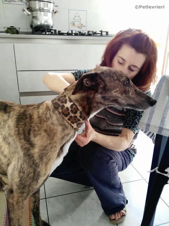 pop and fresh adozione greyhound macao 1