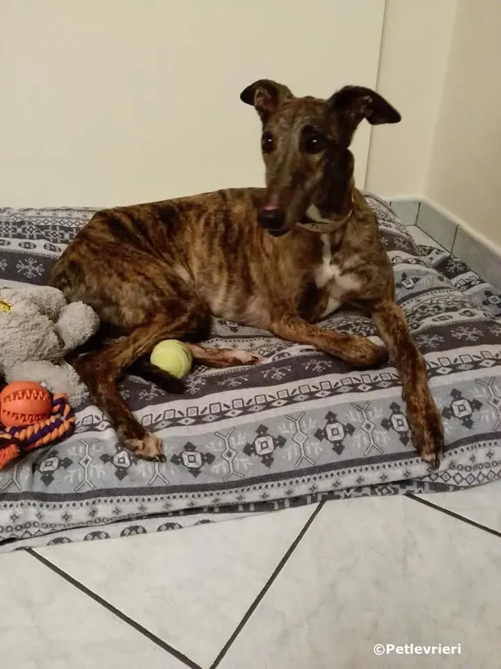 pop and fresh adozione greyhound macao 3