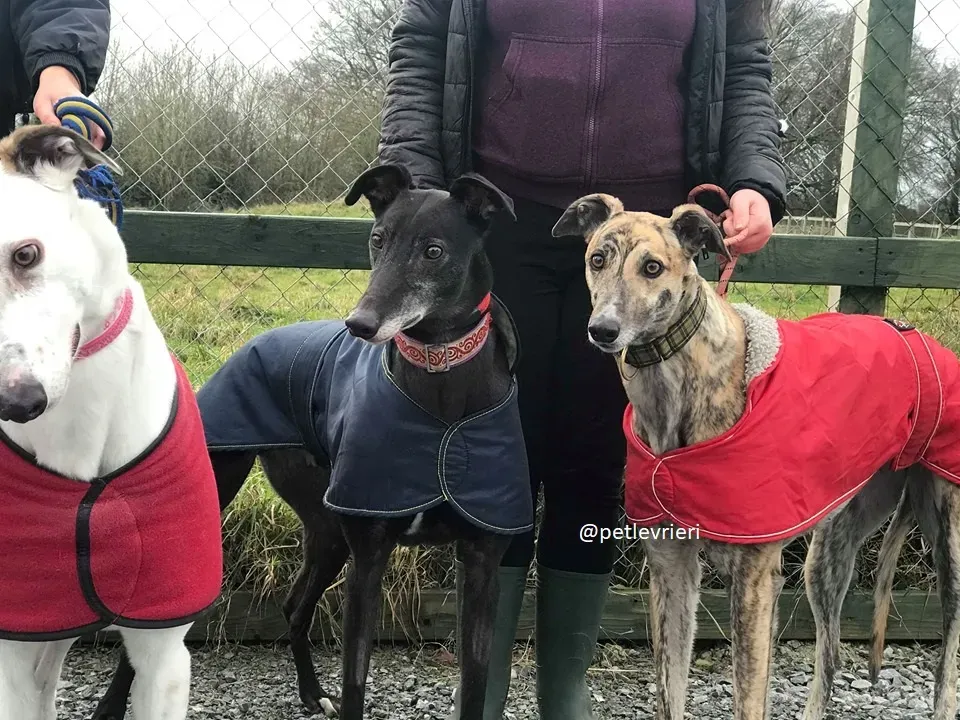 popcorn adozione greyhound 1