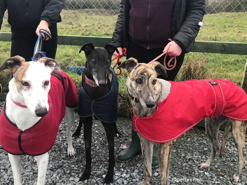 popcorn adozione greyhound 2