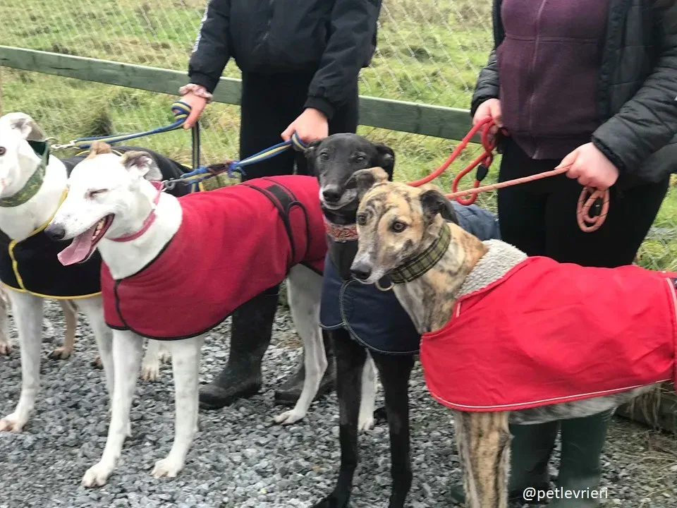 popcorn adozione greyhound 4