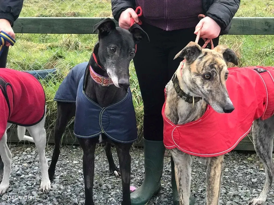 popcorn adozione greyhound 5