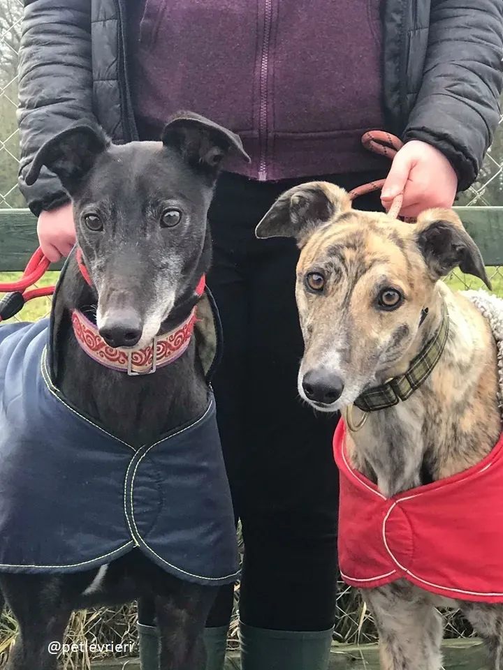 popcorn adozione greyhound