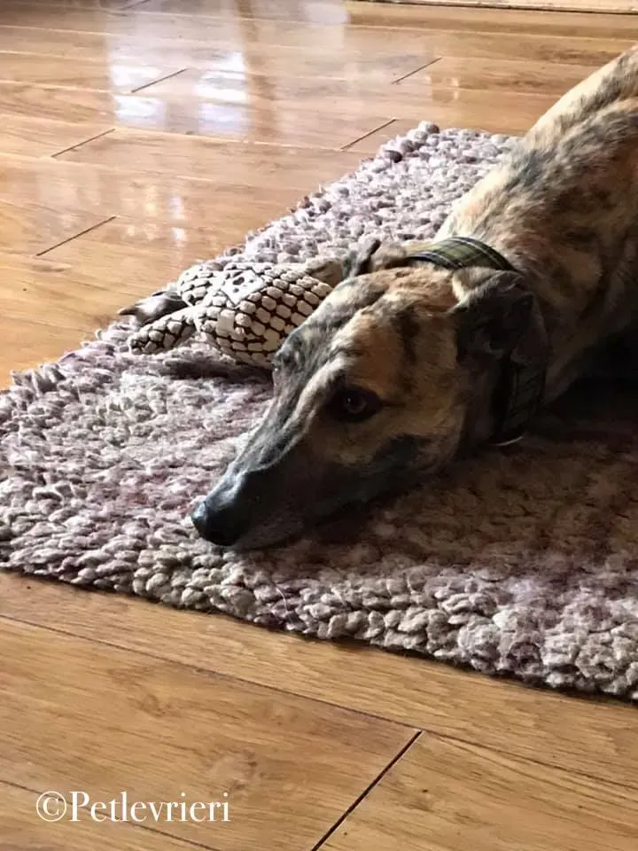popcorn greyhound pet levrieri 1