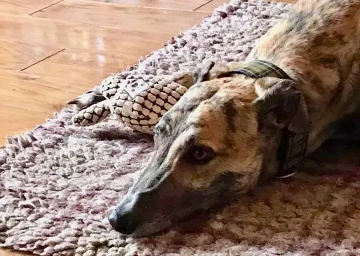 popcorn greyhound pet levrieri 12