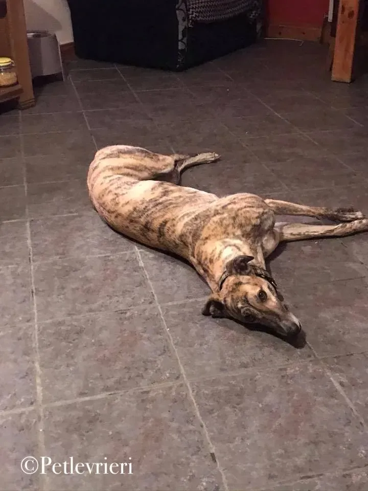 popcorn greyhound pet levrieri 2