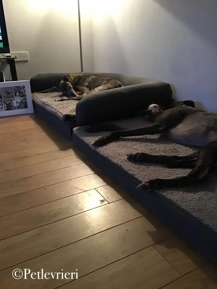 popcorn greyhound pet levrieri 3