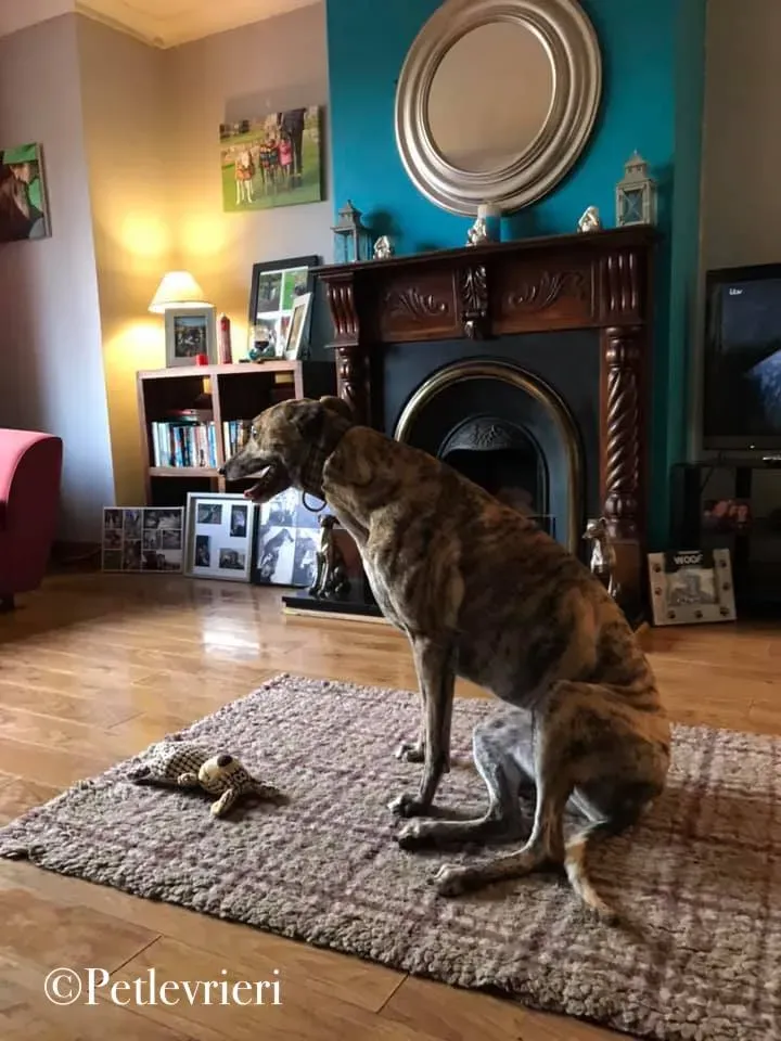 popcorn greyhound pet levrieri 4