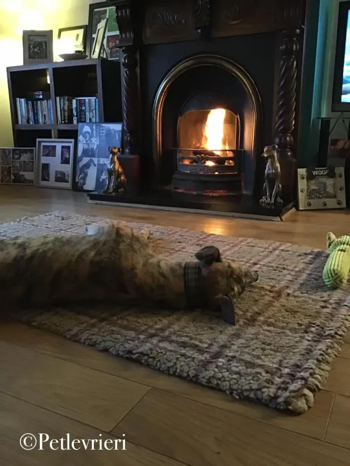 popcorn greyhound pet levrieri 5