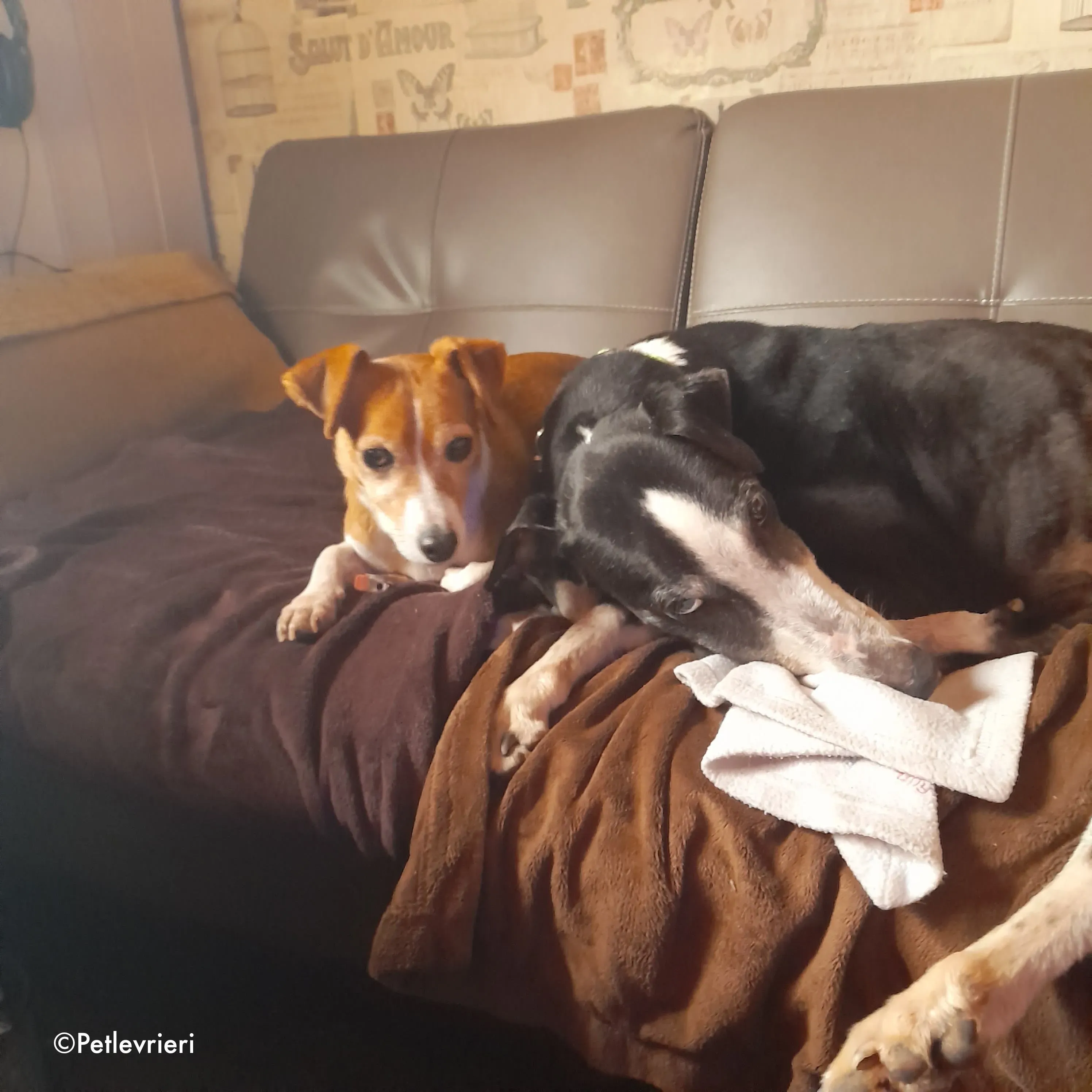 poppy adozione levrieri greyhound 1