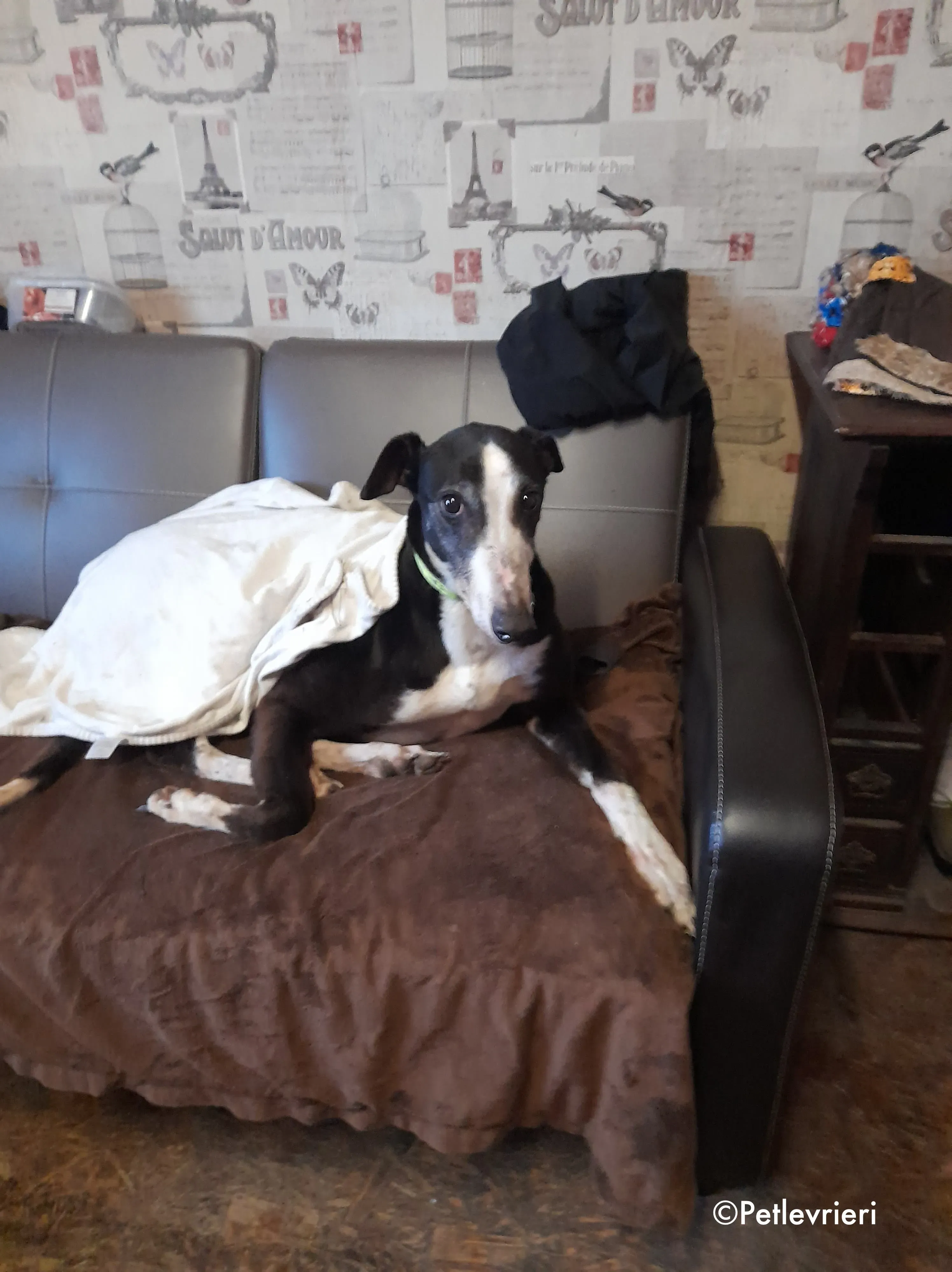 poppy adozione levrieri greyhound 2