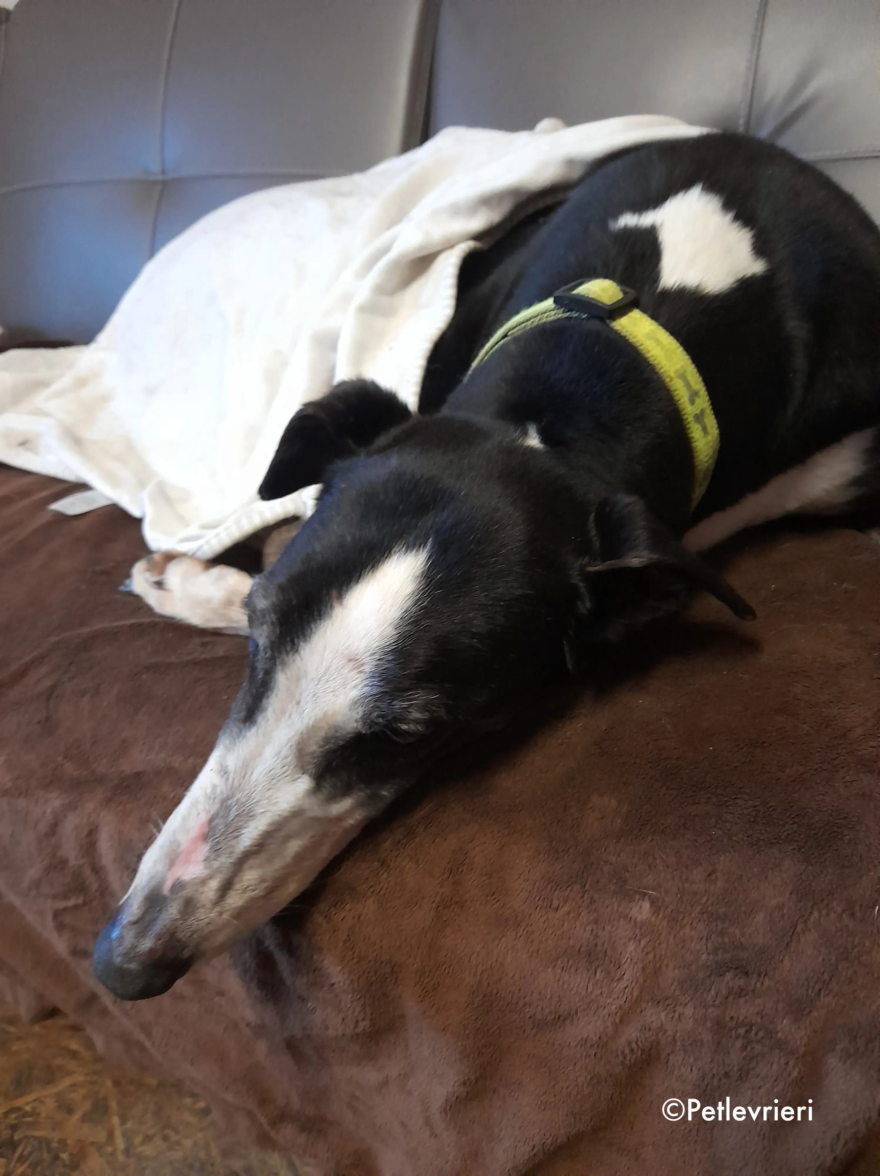 poppy adozione levrieri greyhound 3 2