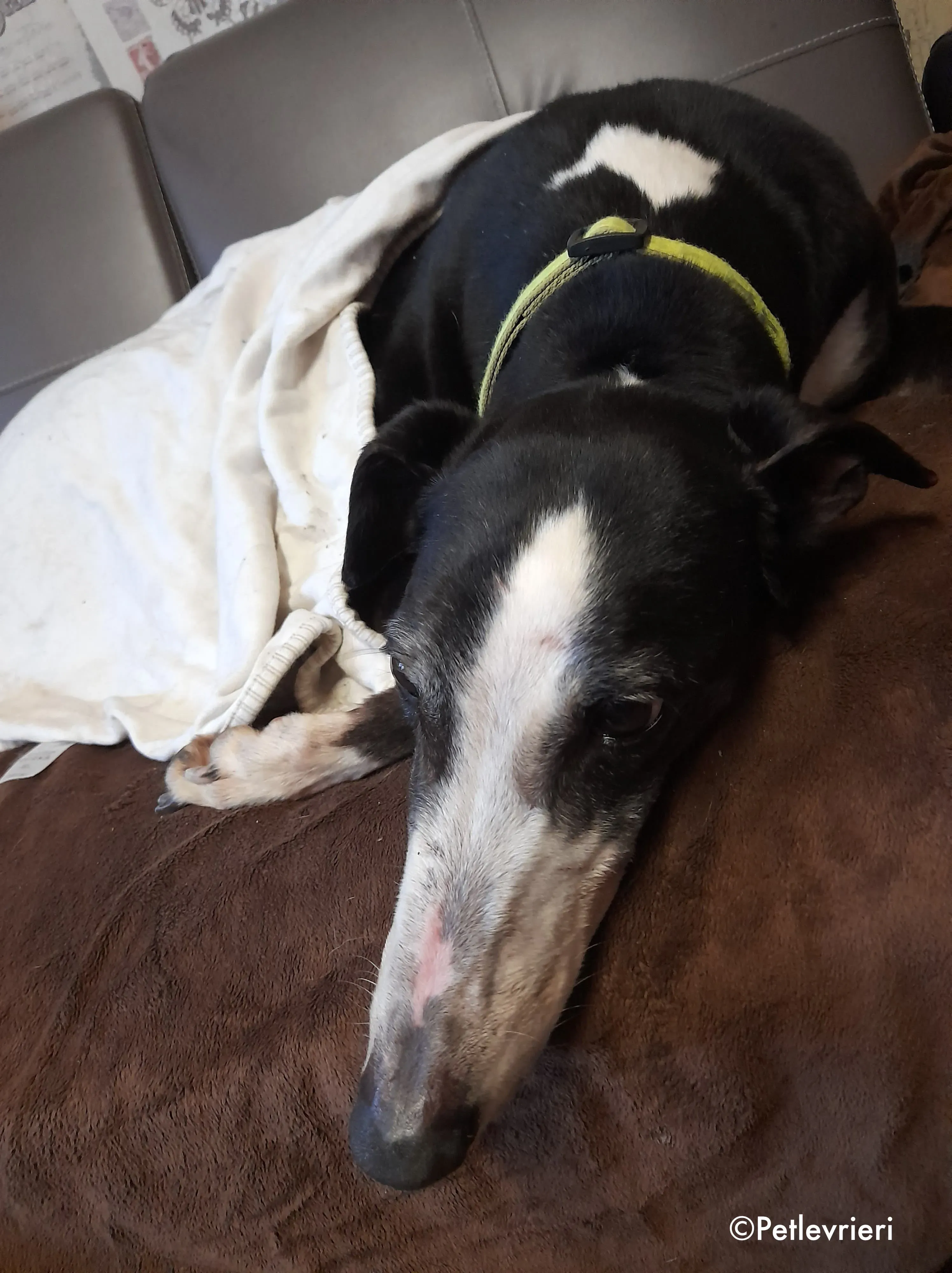 poppy adozione levrieri greyhound 4 2