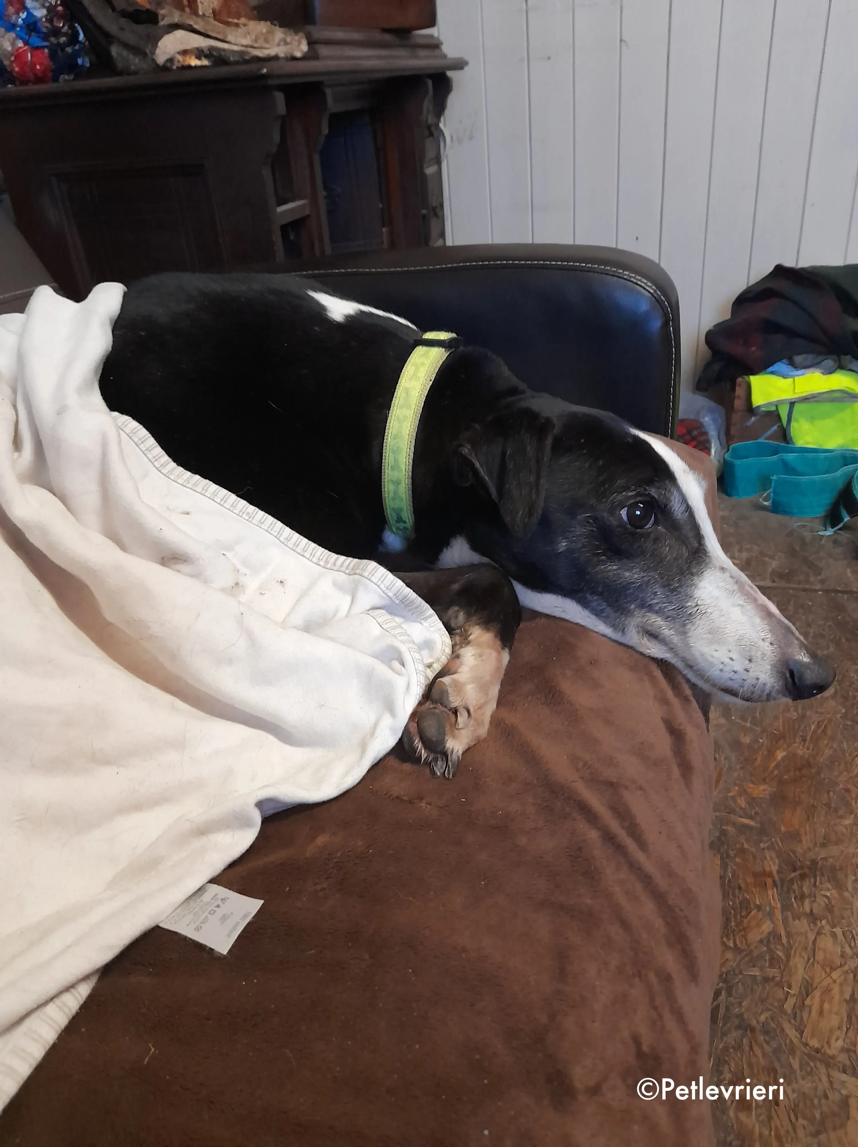 poppy adozione levrieri greyhound 5 2