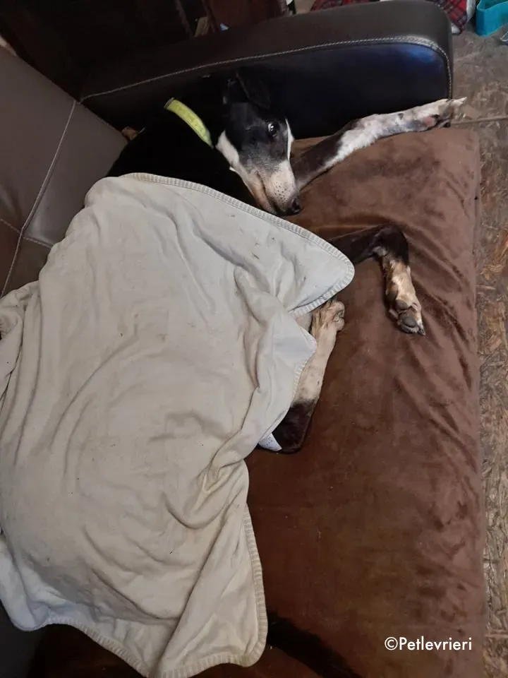 poppy adozione levrieri greyhound 6 2