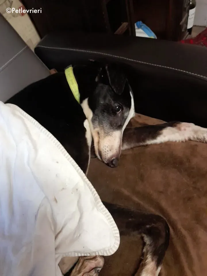 poppy adozione levrieri greyhound 7 2