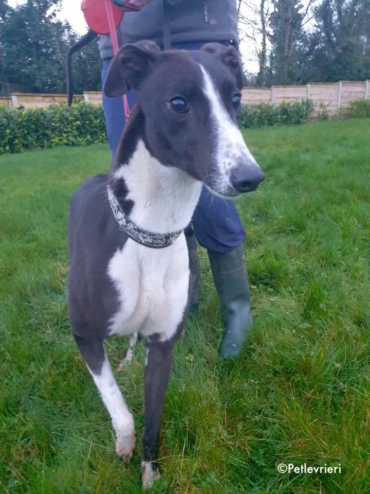 poppy jr adozione levrieri greyhound 1