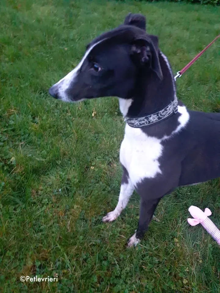 poppy jr adozione levrieri greyhound 2