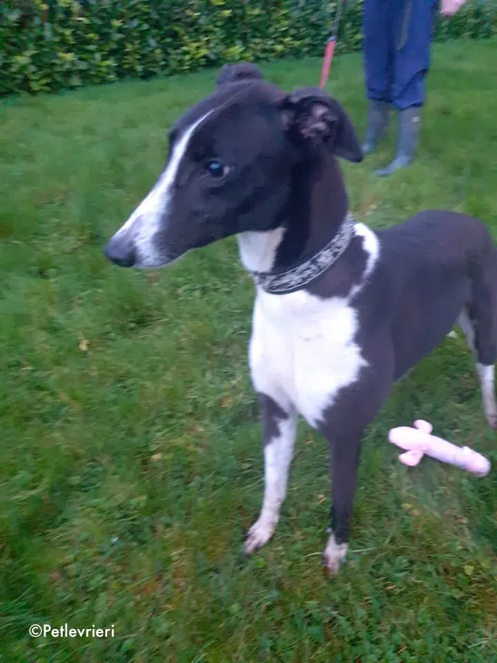 poppy jr adozione levrieri greyhound 3
