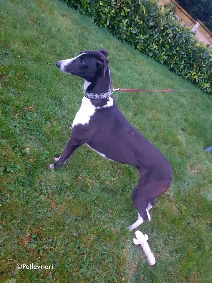 poppy jr adozione levrieri greyhound 4