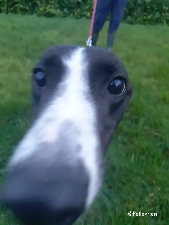 poppy jr adozione levrieri greyhound 5