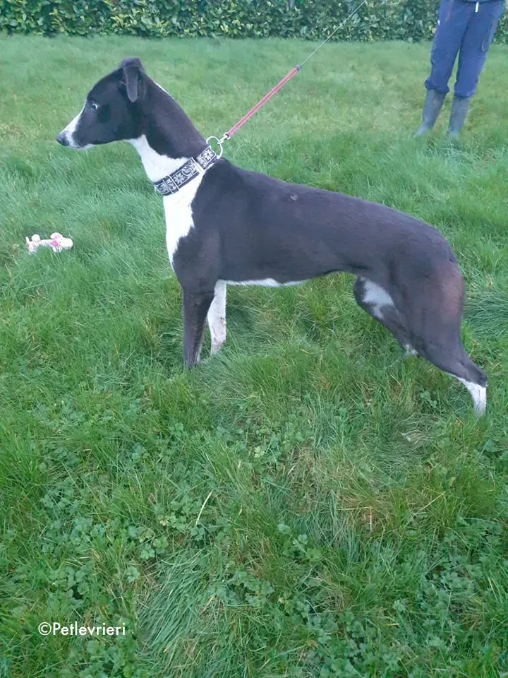 poppy jr adozione levrieri greyhound 6