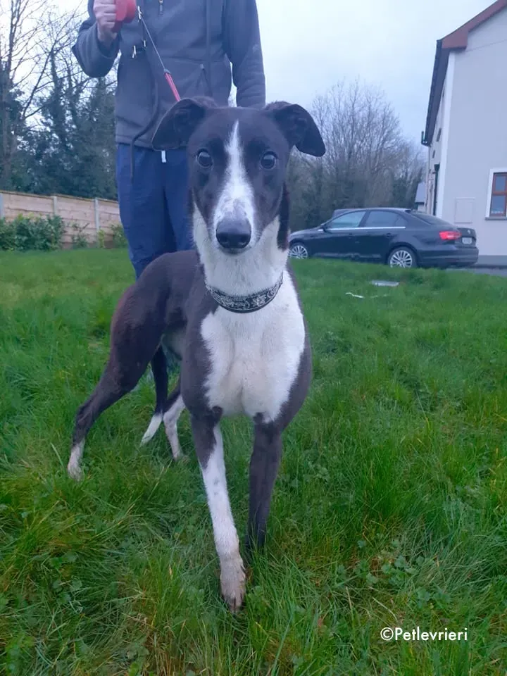 poppy jr adozione levrieri greyhound 7