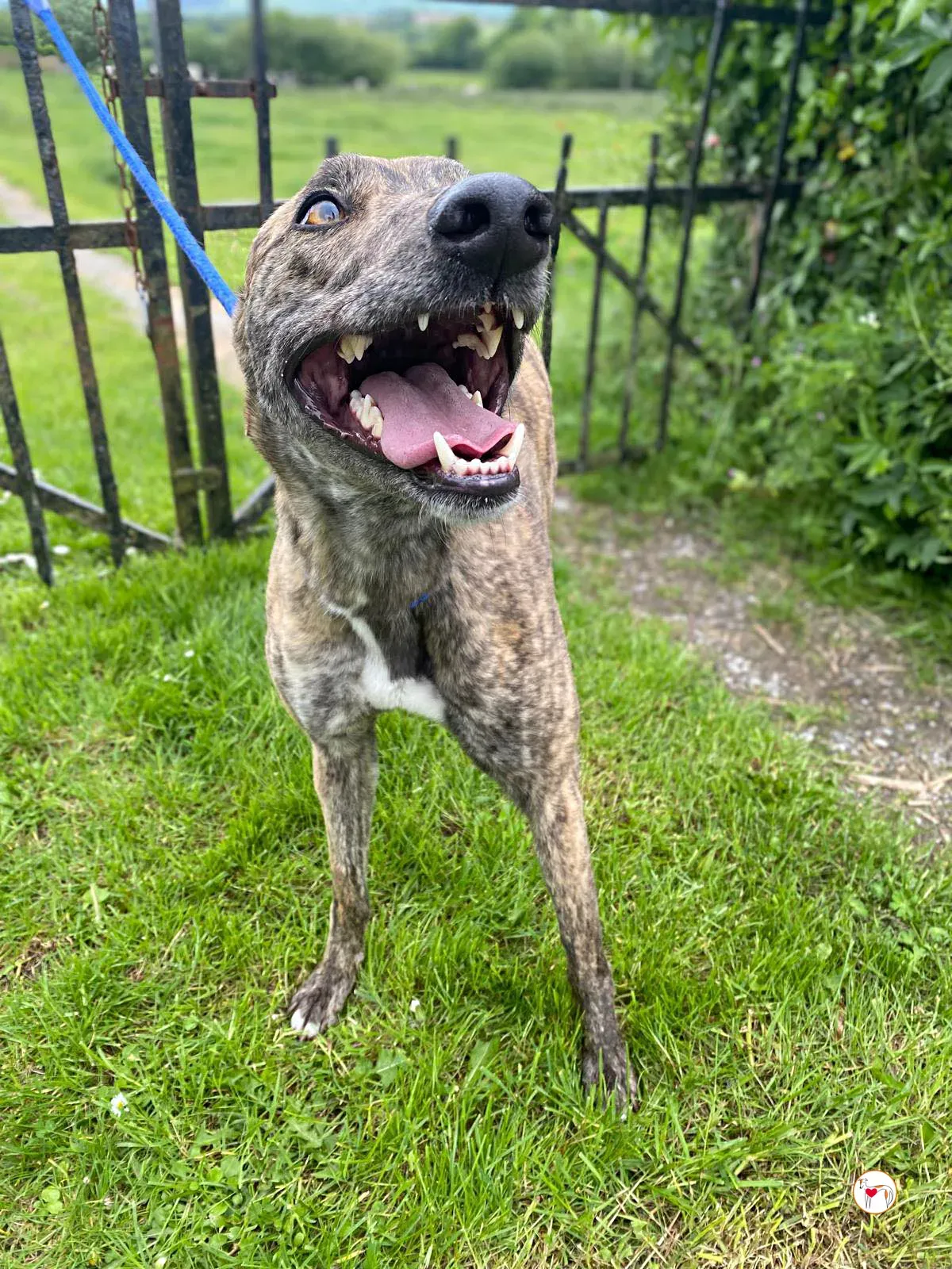 poppy grey adozione 02