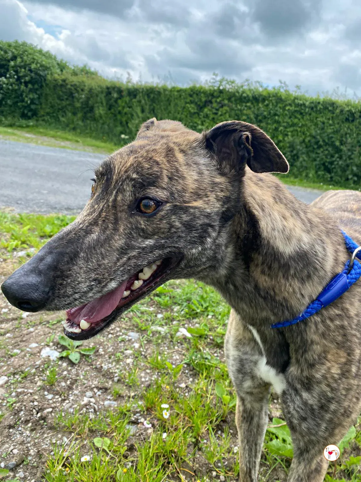 poppy grey adozione 03