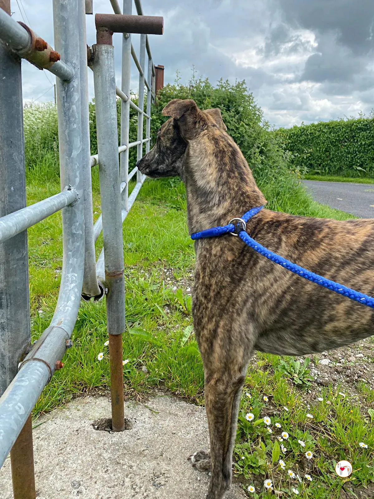 poppy grey adozione 04