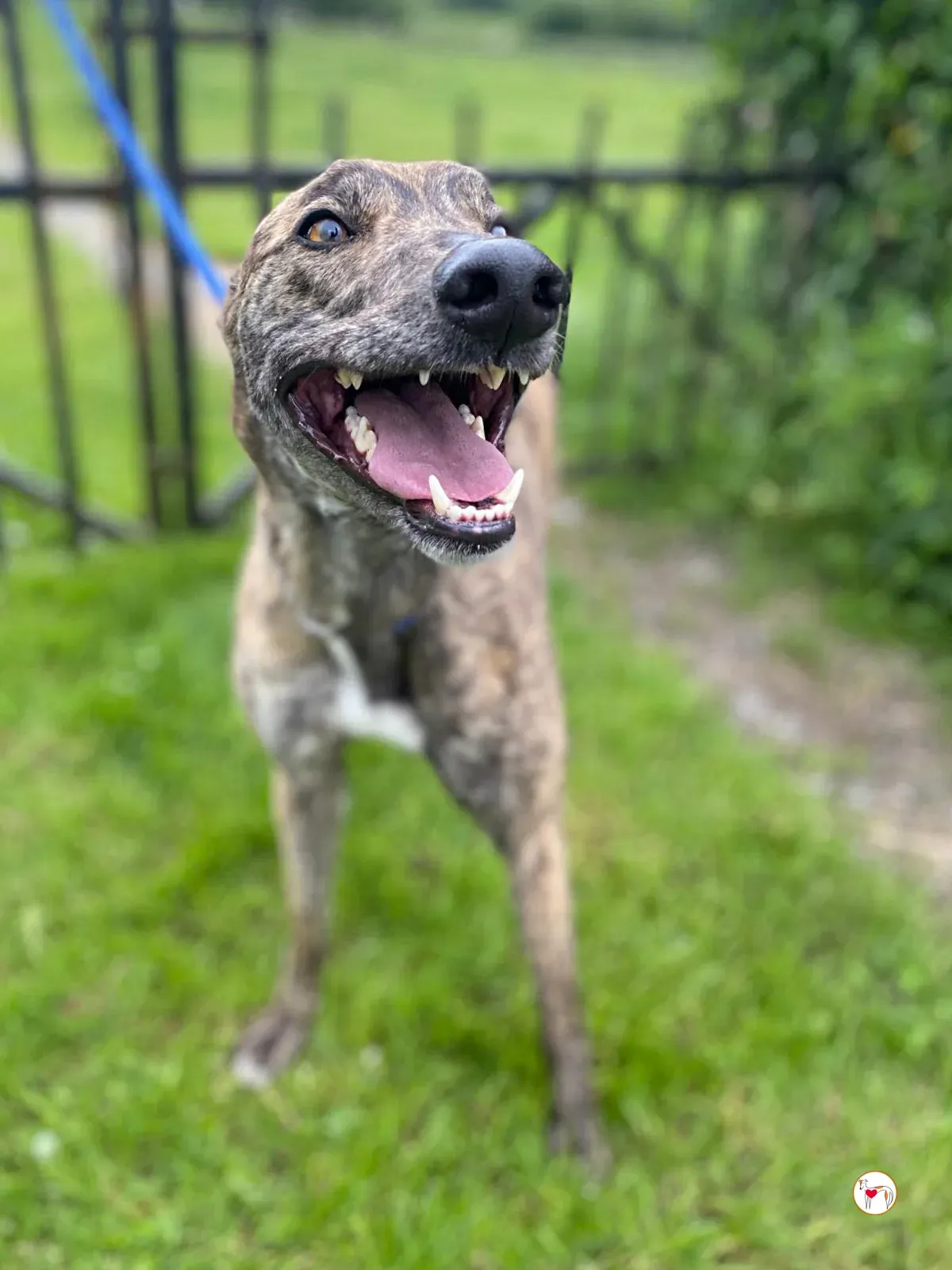 poppy grey adozione 05