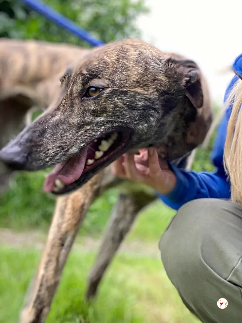 poppy grey adozione 06