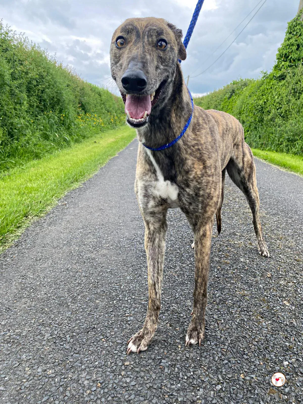 poppy grey adozione 08