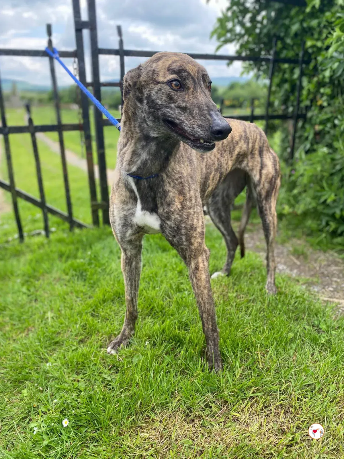 poppy grey adozione 09