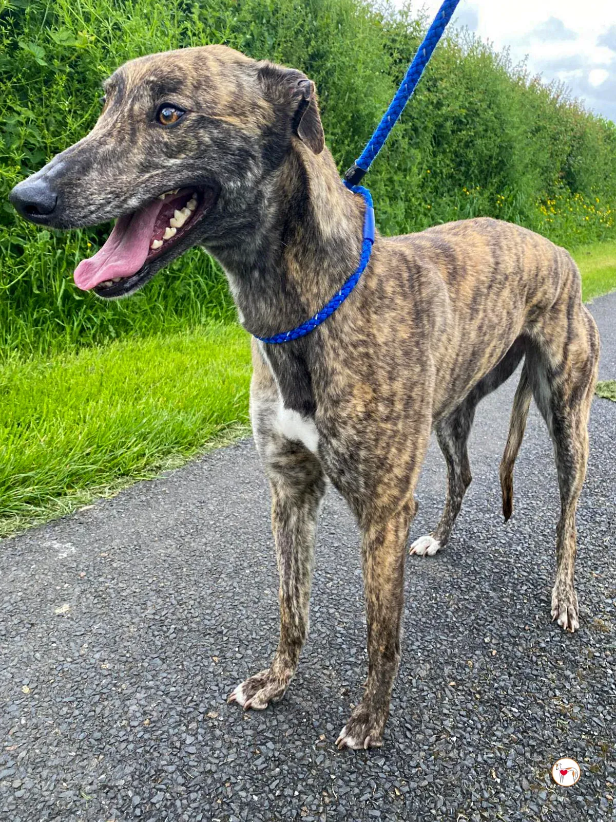 poppy grey adozione 10