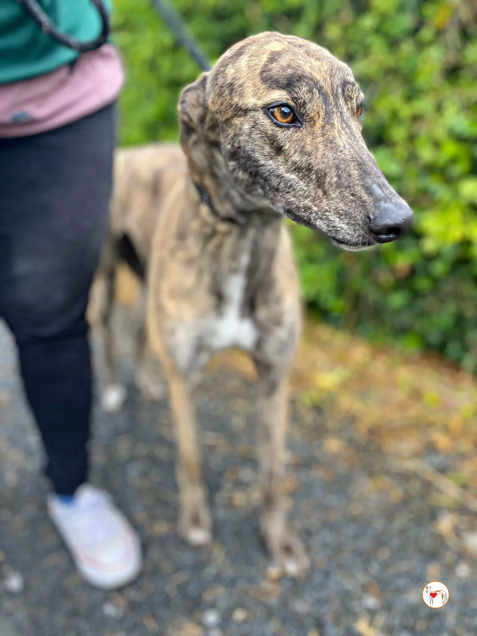 poppy grey adozione 11