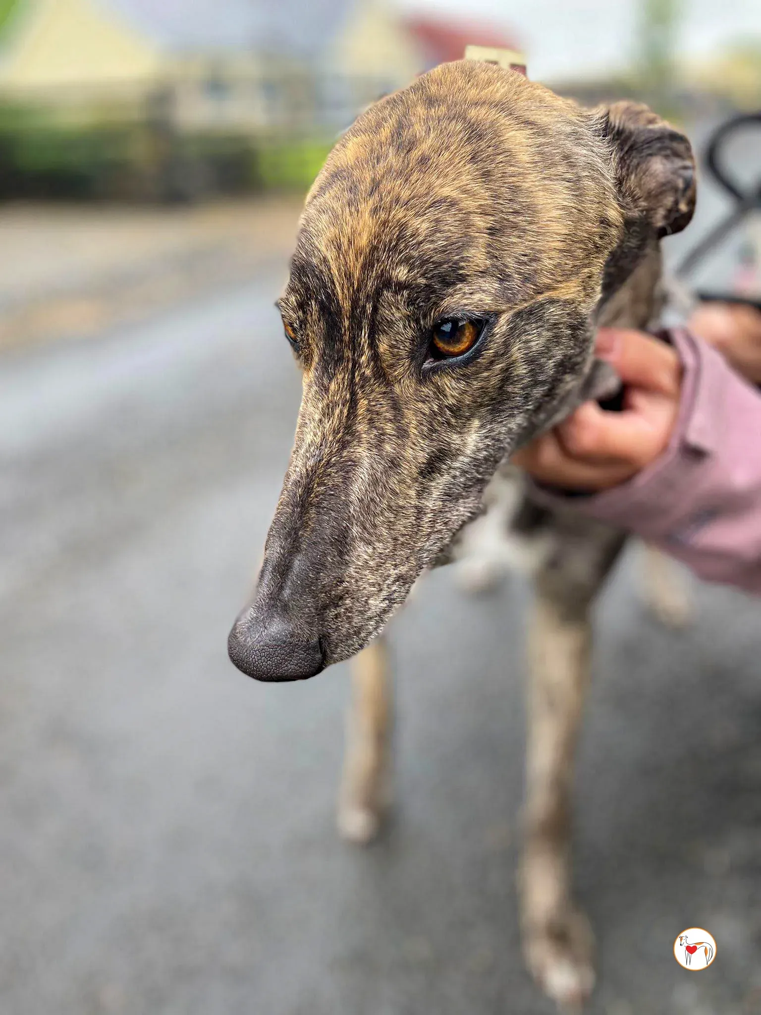 poppy grey adozione 12