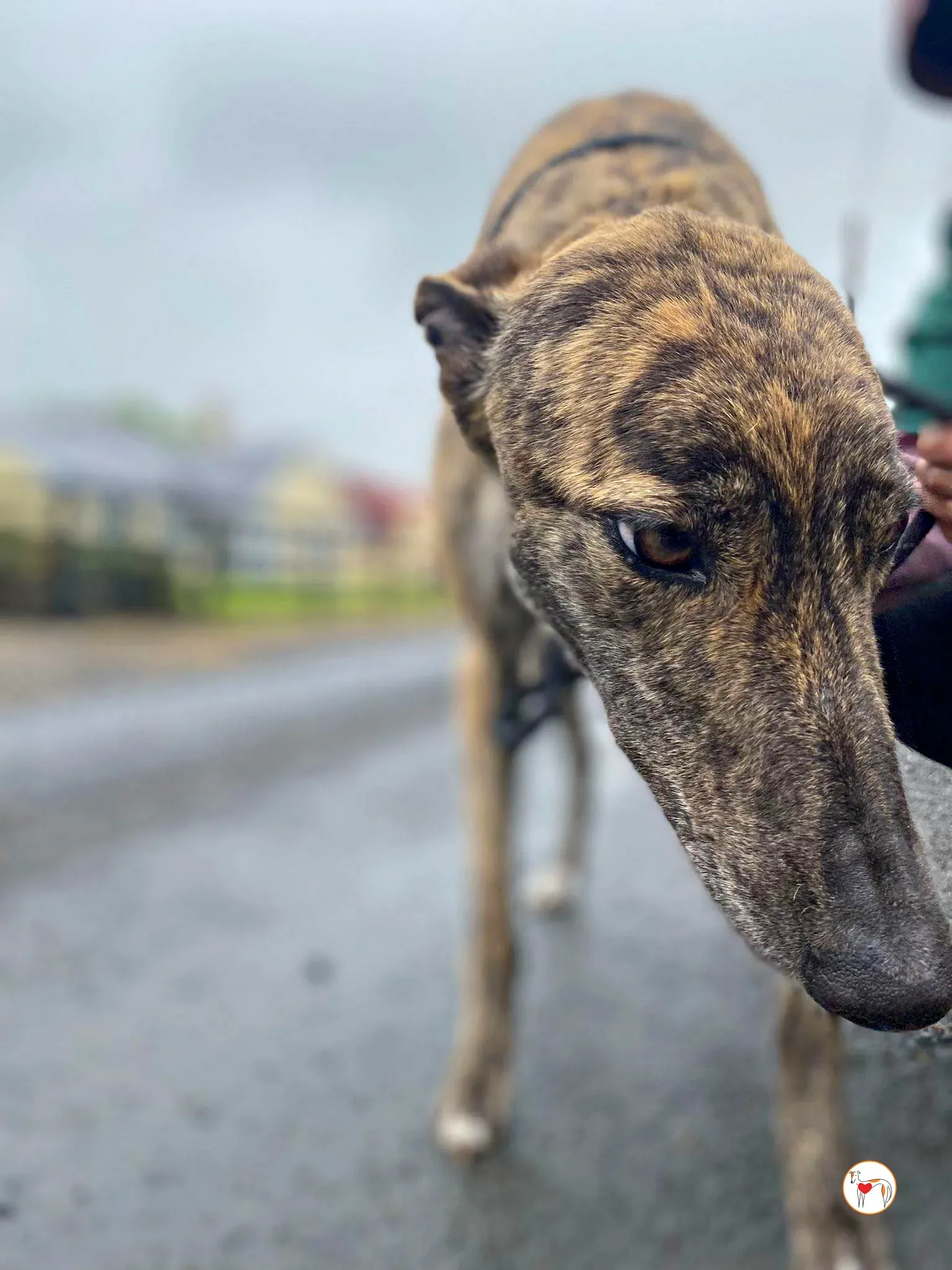 poppy grey adozione 13