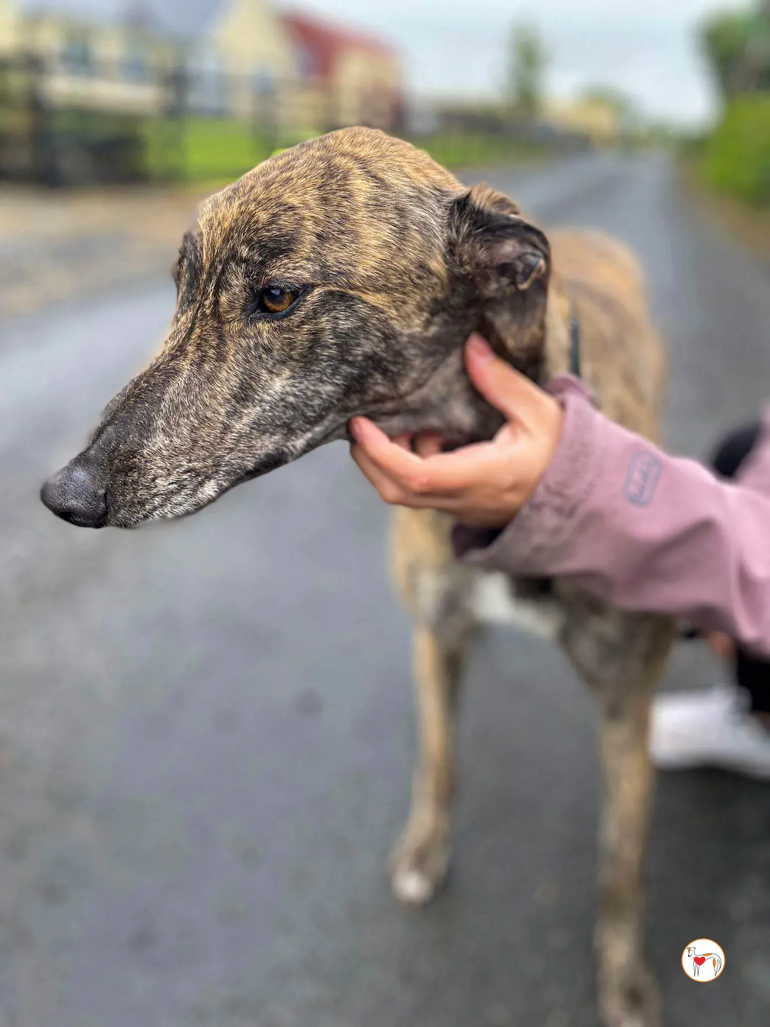 poppy grey adozione 14