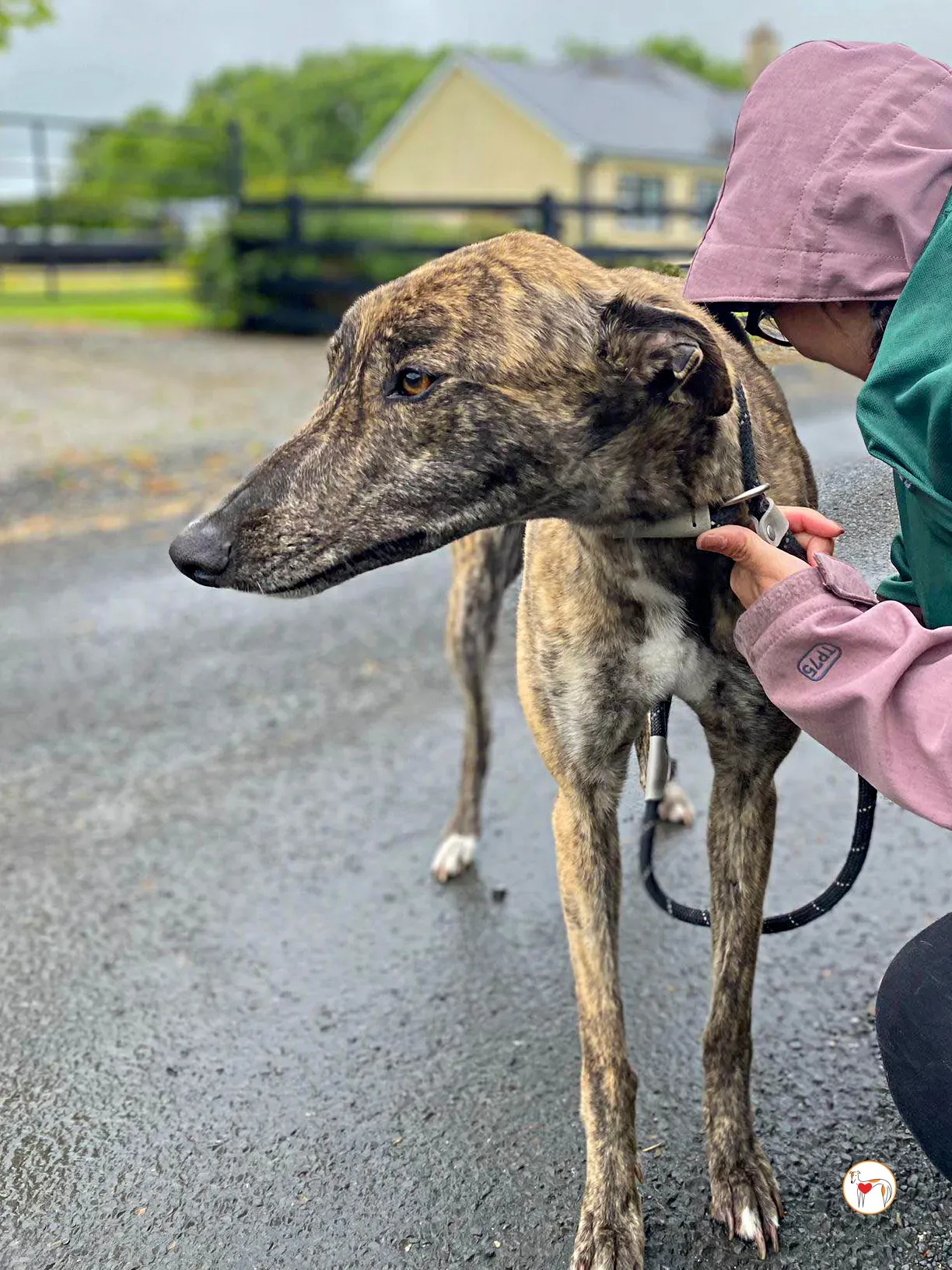 poppy grey adozione 15