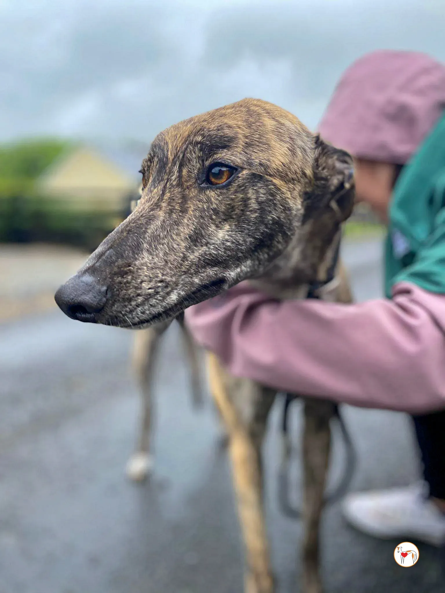 poppy grey adozione 16